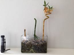Maybe you would like to learn more about one of these? What Is Killing Off My Lucky Bamboo Gardening Landscaping Stack Exchange