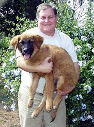 Responsible and ethical breeder with 14 years experience. Leonberger Puppies For Sale Petfinder