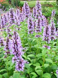 We did not find results for: 25 Top Easy Care Plants For Midwest Gardens Midwest Living
