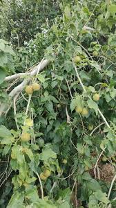 Image result for Croton megalobotrys