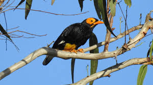 Mino Muka Kuning, Beo Papua yang mendiami Dataran Rendah