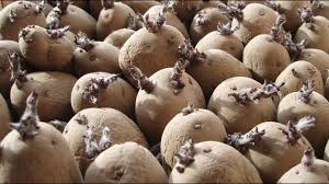 Aug 21, 2019 · if you want your potatoes to begin growing rapidly, you can plant your potatoes in a trench 4 inches deep. How To Plant Potatoes From Eyes How To Grow Potatoes