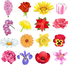 Come out smelling like a rose, to escape negative consequences, especially to find one's good reputation unaffected by a bad the rose is a bulbous, fragrant flower that comes in many different varieties and colors, including red, white, pink, and yellow. English Flowers Vocabulary