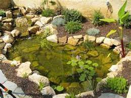 Pond liner, a little streamlet and some plants. Plan For Our Red Eared Slider S Outdoor Environment Turtle Pond Turtle Habitat Water Turtle