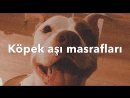 Kopek Bakim Maliyeti Nedir Pitbull Gunlugu Youtube