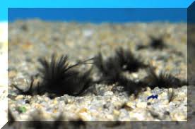 Black Furry Algae In Fish Tank Faqs On Freshwater Algae Identification