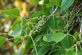 Check spelling or type a new query. Ficus Religiosa Ficus Varieties Ficus Plant Leaves