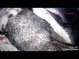 3.عمل الجسات بطريقه الحفر المكشوف ( البيارات) الاختبارات الموقعيه والاختبارات المعمليه يتم تنفيذ الجسات يدويا او ميكانيكا او بطريقه الحفر المكشوف. Ø§Ø³Ø±Ø¹ Ø·Ø±ÙŠÙ‚Ù‡ Ù„ØªÙ†Ø¸ÙŠÙ Ø§Ù„Ø¨Ø· Ø§Ù„Ø¨Ù„Ø¯ÙŠ ÙÙŠ Ø§Ù„Ø¨ÙŠØª ÙˆØ§Ø²Ø§Ù„Ù‡ Ø§Ù„Ø±ÙŠØ´ Ø§Ù„ØµØºÙŠØ± Ø¨Ù…ÙƒÙˆÙ† ÙˆØ§Ø­Ø¯ ÙÙŠ ÙƒÙ„ Ø¨ÙŠØª Youtube