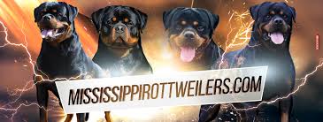 Maybe you would like to learn more about one of these? Mississippi Rottweiler Puppies Home Facebook