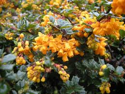 Image result for Berberis darwinii