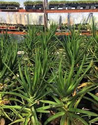 Image result for Aloe ballii