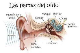 Check spelling or type a new query. Las Partes Del Oido Para Ninos Basic Anatomy And Physiology Anatomy And Physiology Human Anatomy And Physiology