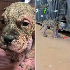 GRAPHIC: Maggots FEAST Upon Newborn Puppies Who Tragically Fell Into A  Sewer During A Storm | After hearing their feeble cries for help, we've  discovered two precious puppies in HORRIFIC conditions. Maggots