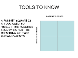 And that is what a punnett square does. Genetics Punnett Squares Tt T T T T Tools To Know A Punnet Square Is A Tool Used To Predict The Possible Genotypes For The Offspring Of Two Known Parents Ppt