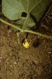 Image result for Melothria sphaerocarpa