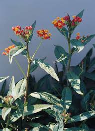 Image result for Asclepias curassavica