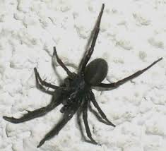 Unknown Black Spider Plectreurys Bugguide Net
