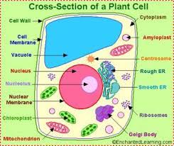 Bab 2 tinjauan pustaka 2.1 konsep perilaku 2.1.1 pengertian perilaku perilaku adalah seperti halnya pengetahuan, sikap terdiri dari berbagai tingkatan, yaitu: Seronoknya Biologi Selamat Datang Ke Blog Biologi Tingkatan 4