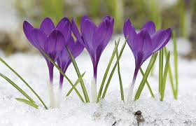 Maybe you would like to learn more about one of these? Will You Have Early Blooming Flowers The Daily Courier Prescott Az