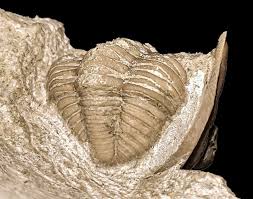 Image result for Chasmopodium