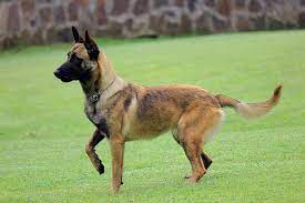 Check spelling or type a new query. Training A Belgian Malinois Dogs World