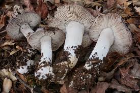 Naucoria (Aldercap) species today from Trinity County, CA found growing  beneath Alder in the middle of a small stream. #fungi #mushrooms #naucoria  #aldercap #hymenogasteraceae #nature #photography iNaturalist Observation:  https://www.inaturalist.org ...