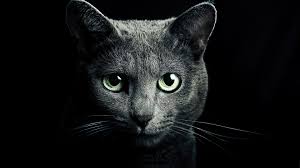 Black and blue 3d 4k wallpaper. Black Cat Hd 4k Wallpaper 8 1499