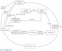 4 main phases of nitrogen cycle with diagram ecosystem