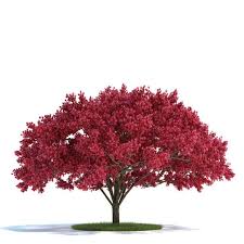 Large Cherry Tree 3d Model Cherry Tree Plants 3d Model