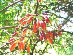 Image result for Sebaea longicaulis