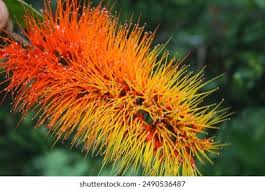 Image result for Combretum andradae