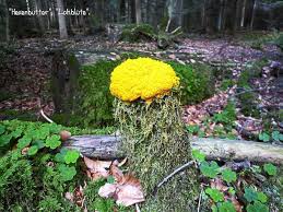 Bad Wildbad Hexenbutter Besonderer Anblick Bad Wildbad Schwarzwalder Bote
