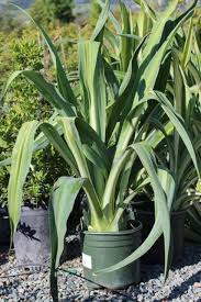 Image result for Beschorneria yuccoides