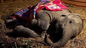 Petition · Protect Elephants from Speeding Trains - United States · Change.org