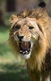 Zebras Baby Elephants Giraffes And More Animal Photos Animals Asiatic Lion Animal Photo