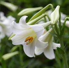 Check spelling or type a new query. How To Care For Easter Lilies The Meaning Of The Symbolic Flower