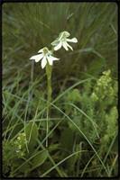 Image result for Habenaria macrura