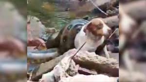 Vídeo mostra sucuri enrolada em cachorra durante ataque no interior de SP