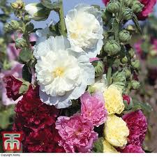 A wide variety of hollyhock roots options are available to you, such as type, packaging, and form. Hollyhock Chater S Doubles Thompson Morgan