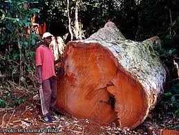 Image result for Entandrophragma delevoyi