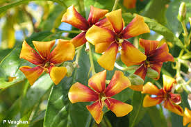 Image result for Hymenosporum