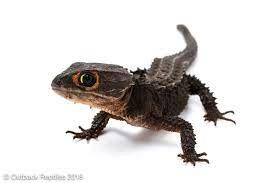 Red Eyed Crocodile Skink Care Sheet Crocodile Skink Red Eyed Crocodile Skink Crocodile