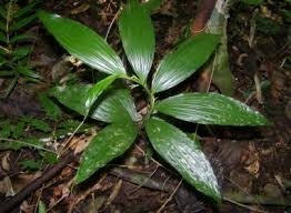 Image result for Corymborkis corymbis