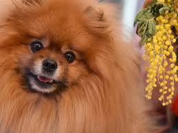 nazvany samye populyarnye porody sobak u rossiyan moskva 24 15 03 2020