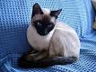 Siamese Kittens For Sale In New Hampshire - from Local Cat ...