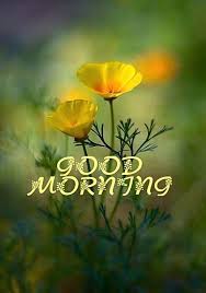 Good Morning Images With Flowers Good Morning Beautiful Flowers Good Morning Inspirational Quotes Good Morning Photos