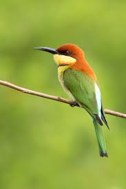 500px Te Milan Zygmunt Tarafindan Chestnut Headed Bee Eater Fotografi Kus Guzel Kuslar