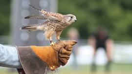 A Visit from the Illinois Raptor Center