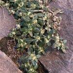 Image result for Guilleminea densa