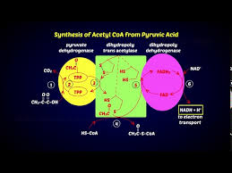 The Process Used In The Conversion Of Pyruvate To Acetyl Coa Is A.Oxidative  Dehydrationb.Oxidative Decarboxylationc.Oxidative  Phosphorylationd.Oxidative Dephosphorylatione.None Of The Above